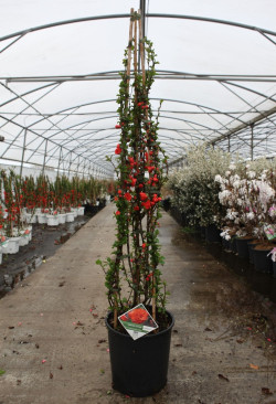 CHAENOMELES speciosa ORANGE STORM® - Cognassier du Japon En pot de 15-20 litres hauteur 100-125 cm