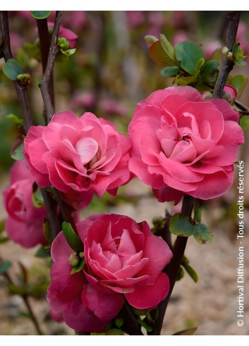 CHAENOMELES speciosa PINK STORM® - Cognassier du Japon