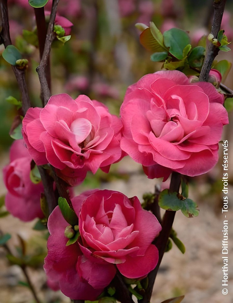 CHAENOMELES speciosa PINK STORM® - Cognassier du Japon