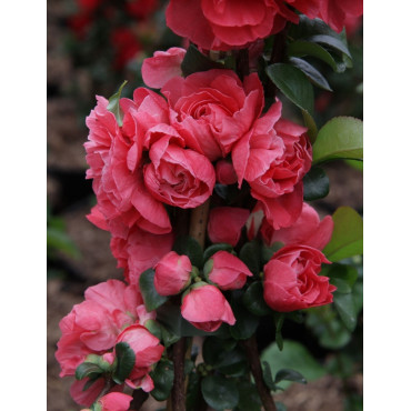 CHAENOMELES speciosa PINK STORM® - Cognassier du Japon