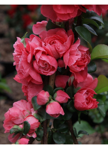 CHAENOMELES speciosa PINK STORM® - Cognassier du Japon