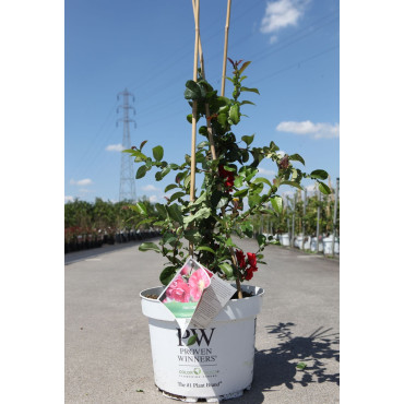 CHAENOMELES speciosa PINK STORM® - Cognassier du Japon En pot de 10-12 litres hauteur 080-100 cm