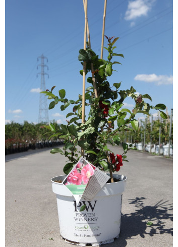 CHAENOMELES speciosa PINK STORM® - Cognassier du Japon En pot de 10-12 litres hauteur 080-100 cm