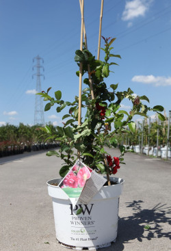 CHAENOMELES speciosa PINK STORM® - Cognassier du Japon En pot de 10-12 litres hauteur 080-100 cm