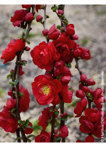 CHAENOMELES speciosa SCARLET STORM® - Cognassier du Japon