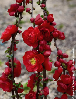 CHAENOMELES speciosa SCARLET STORM® - Cognassier du Japon