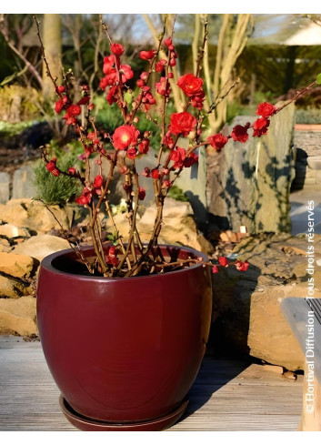 CHAENOMELES speciosa SCARLET STORM® - Cognassier du Japon