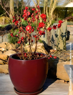 CHAENOMELES speciosa SCARLET STORM® - Cognassier du Japon