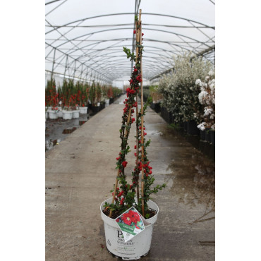 CHAENOMELES speciosa SCARLET STORM® - Cognassier du Japon En pot de 10-12 litres hauteur 080-100 cm
