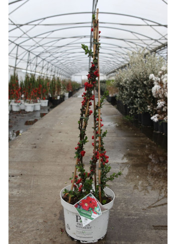 CHAENOMELES speciosa SCARLET STORM® - Cognassier du Japon En pot de 10-12 litres hauteur 080-100 cm