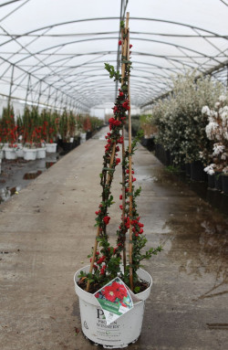 CHAENOMELES speciosa SCARLET STORM® - Cognassier du Japon En pot de 10-12 litres hauteur 080-100 cm