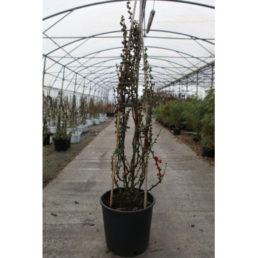 CHAENOMELES speciosa SCARLET STORM® - Cognassier du Japon En pot de 15-20 litres hauteur 100-125 cm