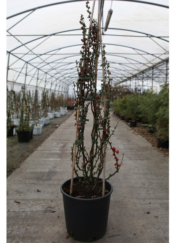 CHAENOMELES speciosa SCARLET STORM® - Cognassier du Japon En pot de 15-20 litres hauteur 100-125 cm