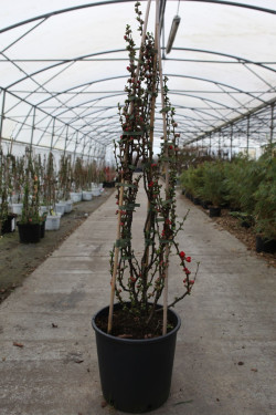 CHAENOMELES speciosa SCARLET STORM® - Cognassier du Japon En pot de 15-20 litres hauteur 100-125 cm
