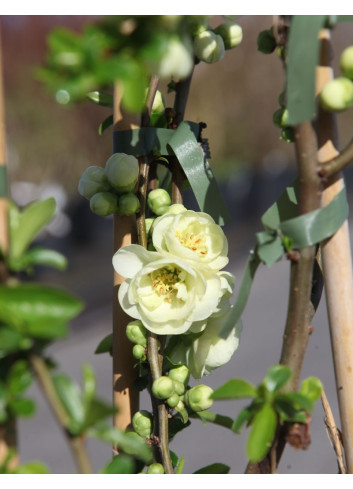 CHAENOMELES speciosa YUKIGOTEN - Cognassier du Japon à floraison double blanc crème