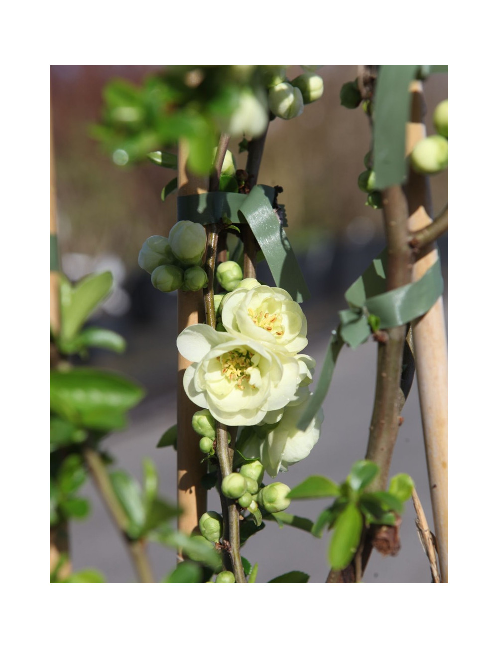 CHAENOMELES speciosa YUKIGOTEN - Cognassier du Japon à floraison double blanc crème