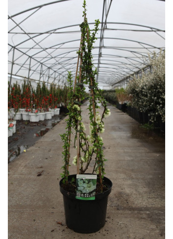 CHAENOMELES speciosa YUKIGOTEN - Cognassier du Japon En pot de 10-12 litres hauteur 080-100 cm