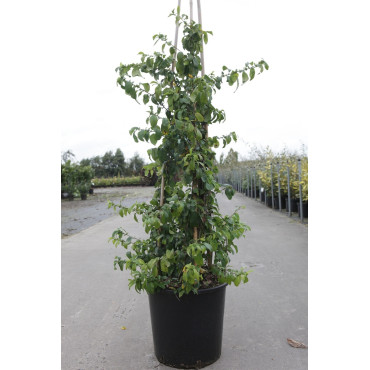 CHAENOMELES speciosa YUKIGOTEN - Cognassier du Japon En pot de 15-20 litres hauteur 100-125 cm