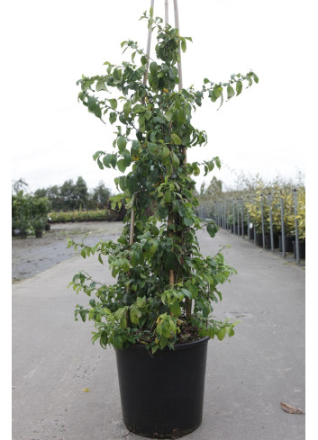 CHAENOMELES speciosa YUKIGOTEN - Cognassier du Japon En pot de 15-20 litres hauteur 100-125 cm