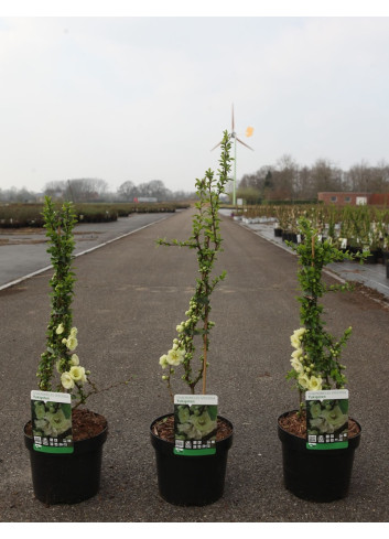 CHAENOMELES speciosa YUKIGOTEN - Cognassier du Japon En pot de 3-4 litres hauteur 040-060 cm