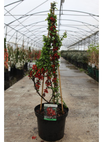 CHAENOMELES superba ELLY MOSSEL - Cognassier du Japon En pot de 10-12 litres hauteur 080-100 cm