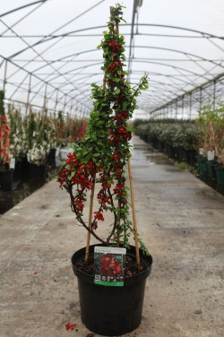 CHAENOMELES superba ELLY MOSSEL - Cognassier du Japon En pot de 10-12 litres hauteur 080-100 cm