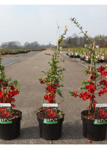 CHAENOMELES superba ELLY MOSSEL - Cognassier du Japon En pot de 3-4 litres hauteur 040-060 cm