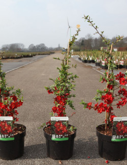 CHAENOMELES superba ELLY MOSSEL - Cognassier du Japon En pot de 3-4 litres hauteur 040-060 cm