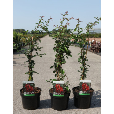 CHAENOMELES superba ELLY MOSSEL - Cognassier du Japon En pot de 3-4 litres hauteur 040-060 cm
