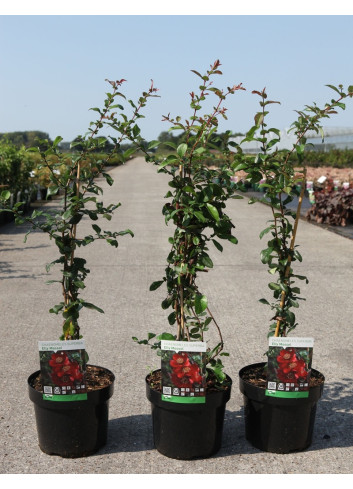 CHAENOMELES superba ELLY MOSSEL - Cognassier du Japon En pot de 3-4 litres hauteur 040-060 cm