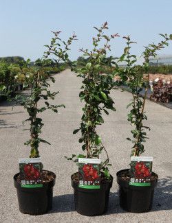 CHAENOMELES superba ELLY MOSSEL - Cognassier du Japon En pot de 3-4 litres hauteur 040-060 cm