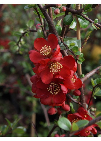CHAENOMELES superba ELLY MOSSEL - Cognassier du Japon