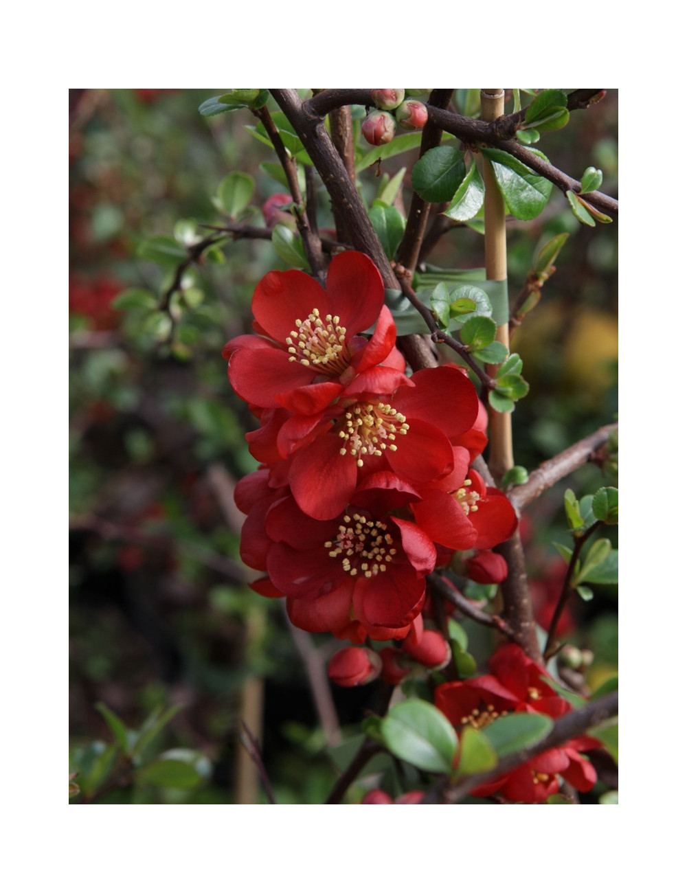 CHAENOMELES superba ELLY MOSSEL - Cognassier du Japon