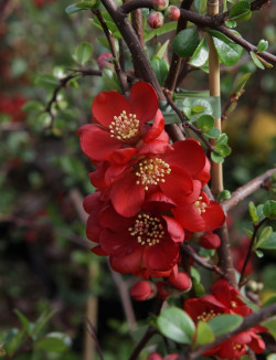 CHAENOMELES superba ELLY MOSSEL - Cognassier du Japon