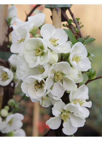 CHAENOMELES superba JET TRAIL - Cognassier du Japon