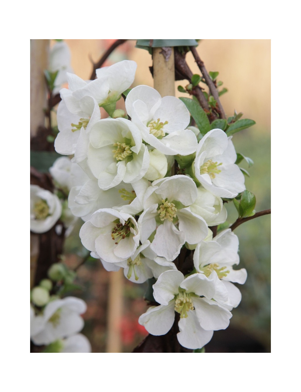 CHAENOMELES superba JET TRAIL - Cognassier du Japon