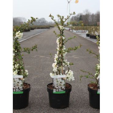 CHAENOMELES superba JET TRAIL - Cognassier du Japon En pot de 3-4 litres hauteur 040-060 cm