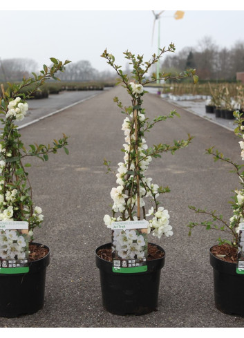 CHAENOMELES superba JET TRAIL - Cognassier du Japon En pot de 3-4 litres hauteur 040-060 cm