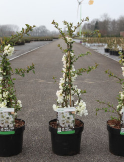 CHAENOMELES superba JET TRAIL - Cognassier du Japon En pot de 3-4 litres hauteur 040-060 cm