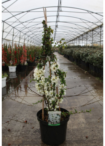 CHAENOMELES superba JET TRAIL - Cognassier du Japon En pot de 10-12 litres hauteur 080-100 cm