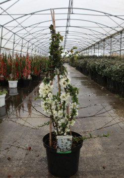 CHAENOMELES superba JET TRAIL - Cognassier du Japon En pot de 10-12 litres hauteur 080-100 cm