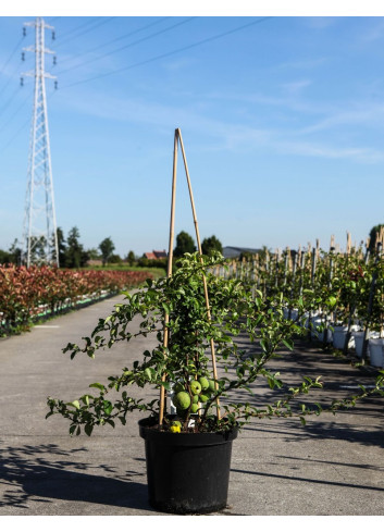 CHAENOMELES superba JET TRAIL - Cognassier du Japon En pot de 10-12 litres hauteur 080-100 cm