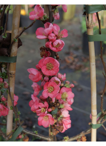CHAENOMELES superba PINK LADY - Cognassier du Japon