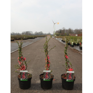 CHAENOMELES superba PINK LADY - Cognassier du Japon, arbuste florifère rose vif