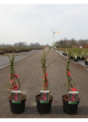 CHAENOMELES superba PINK LADY - Cognassier du Japon, arbuste florifère rose vif