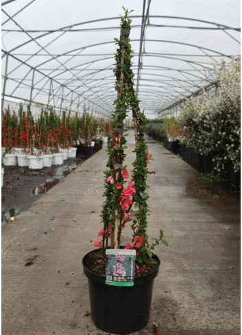 CHAENOMELES superba PINK LADY - Cognassier du Japon En pot de 10-12 litres hauteur 080-100 cm