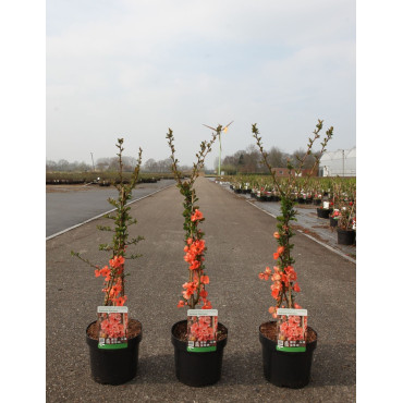 CHAENOMELES superba SALMON HORIZON - Cognassier du Japon En pot de 3-4 litres hauteur 040-060 cm