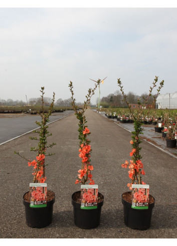 CHAENOMELES superba SALMON HORIZON - Cognassier du Japon En pot de 3-4 litres hauteur 040-060 cm