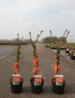 CHAENOMELES superba SALMON HORIZON - Cognassier du Japon En pot de 3-4 litres hauteur 040-060 cm