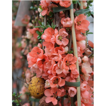CHAENOMELES superba SALMON HORIZON - Cognassier du Japon